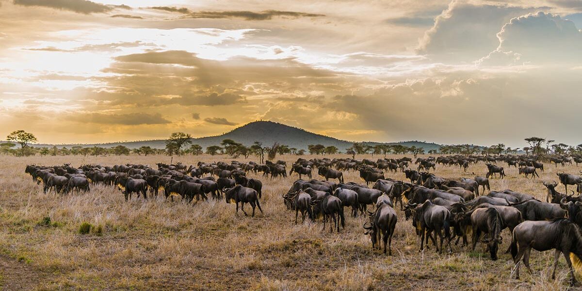 Great Migration Safari Packages