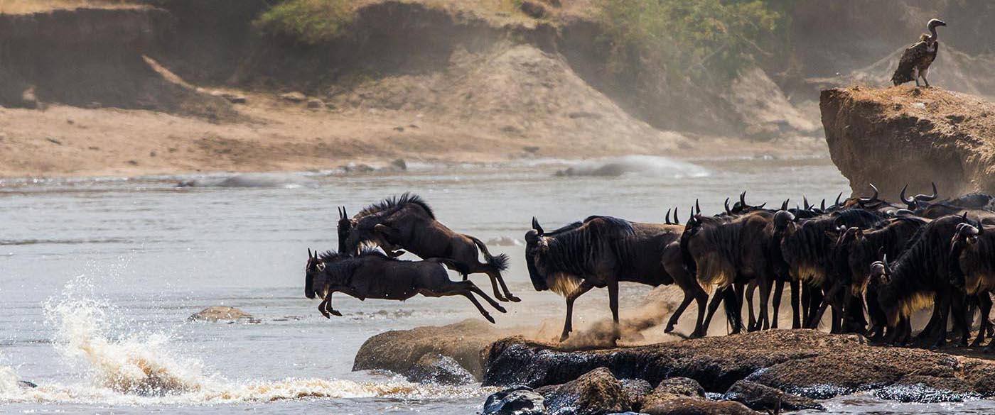 Wildebeests,Are,Crossing,Mara,River.,Great,Migration.,Kenya.,Tanzania.,Masai Great Migration Safari Packages, High End North Migration Safari