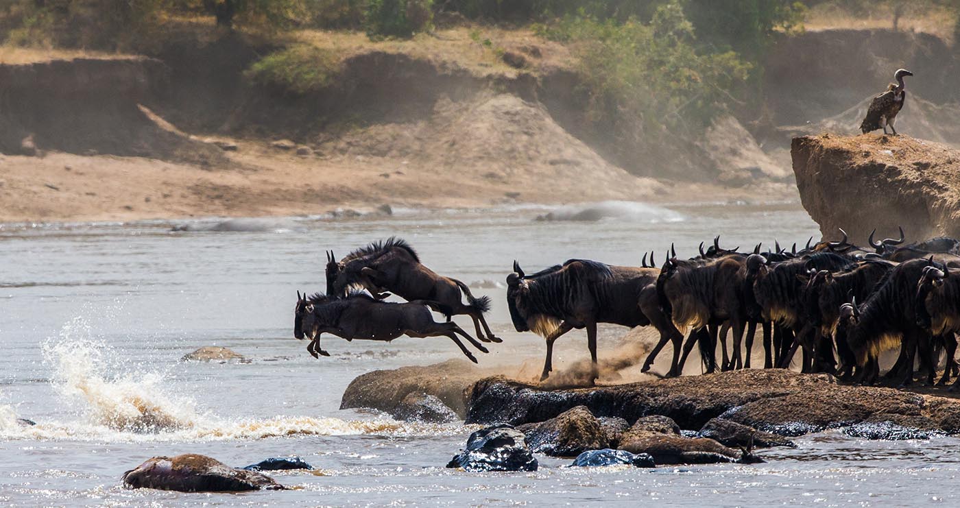 Great Migration Safari Packages, High End North Migration Safari