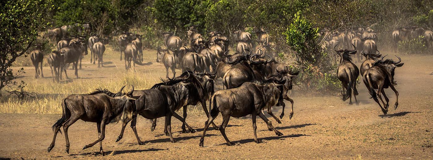 Wildebeests,In,The,Savannahs,Of,Serengeti,National,Park Great Migration Safari Packages