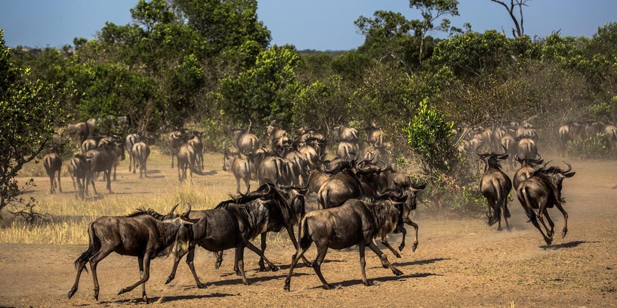 Great Migration Safari Packages, North Serengeti Wildebeest Migration