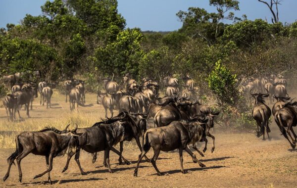 Great Migration Safari Packages, North Serengeti Wildebeest Migration