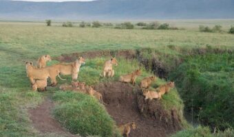 Photographic Safari, Amazing Budget Safari, North Serengeti Wildebeest Migration, Western Serengeti Wildebeests Migration, Northern Circuit Safari