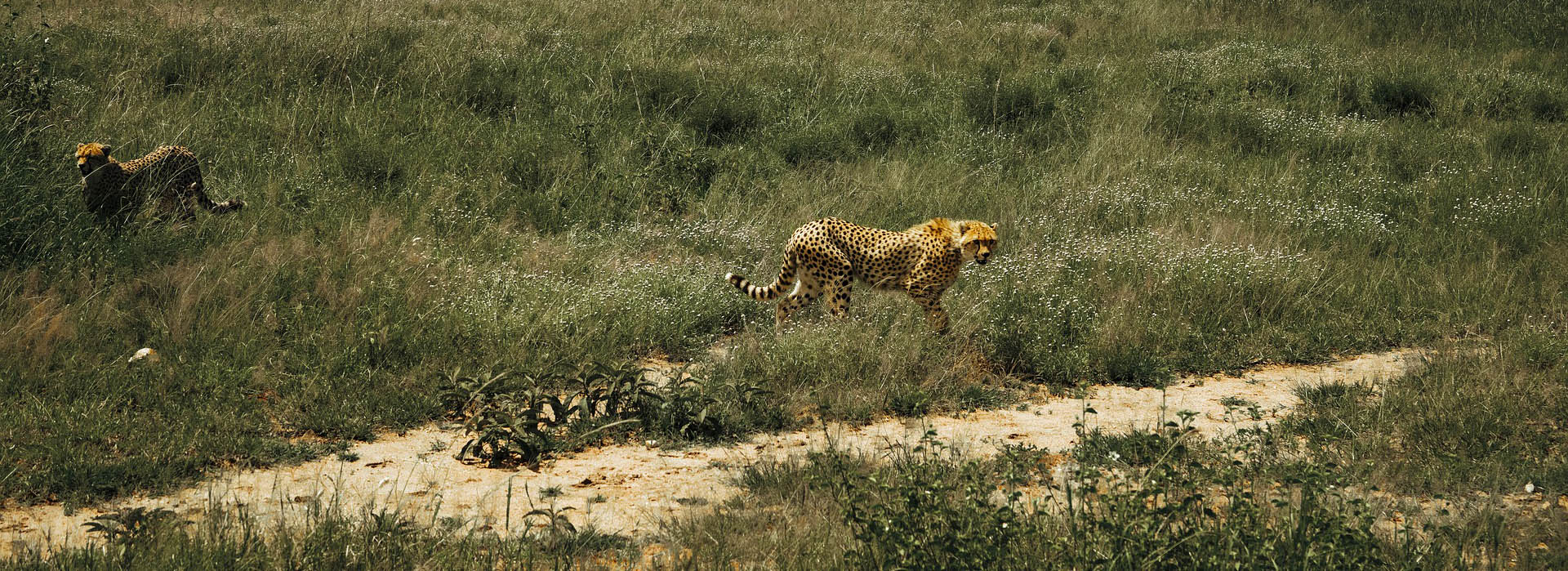 Safari and Zanzibar Beach Travel Package