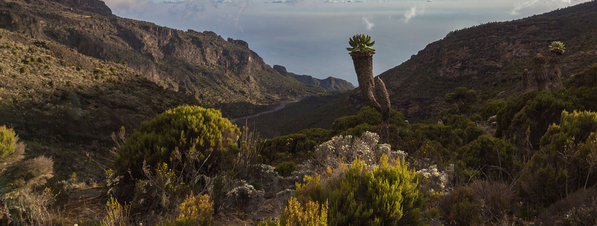 Trekking Mount Kilimanjaro
