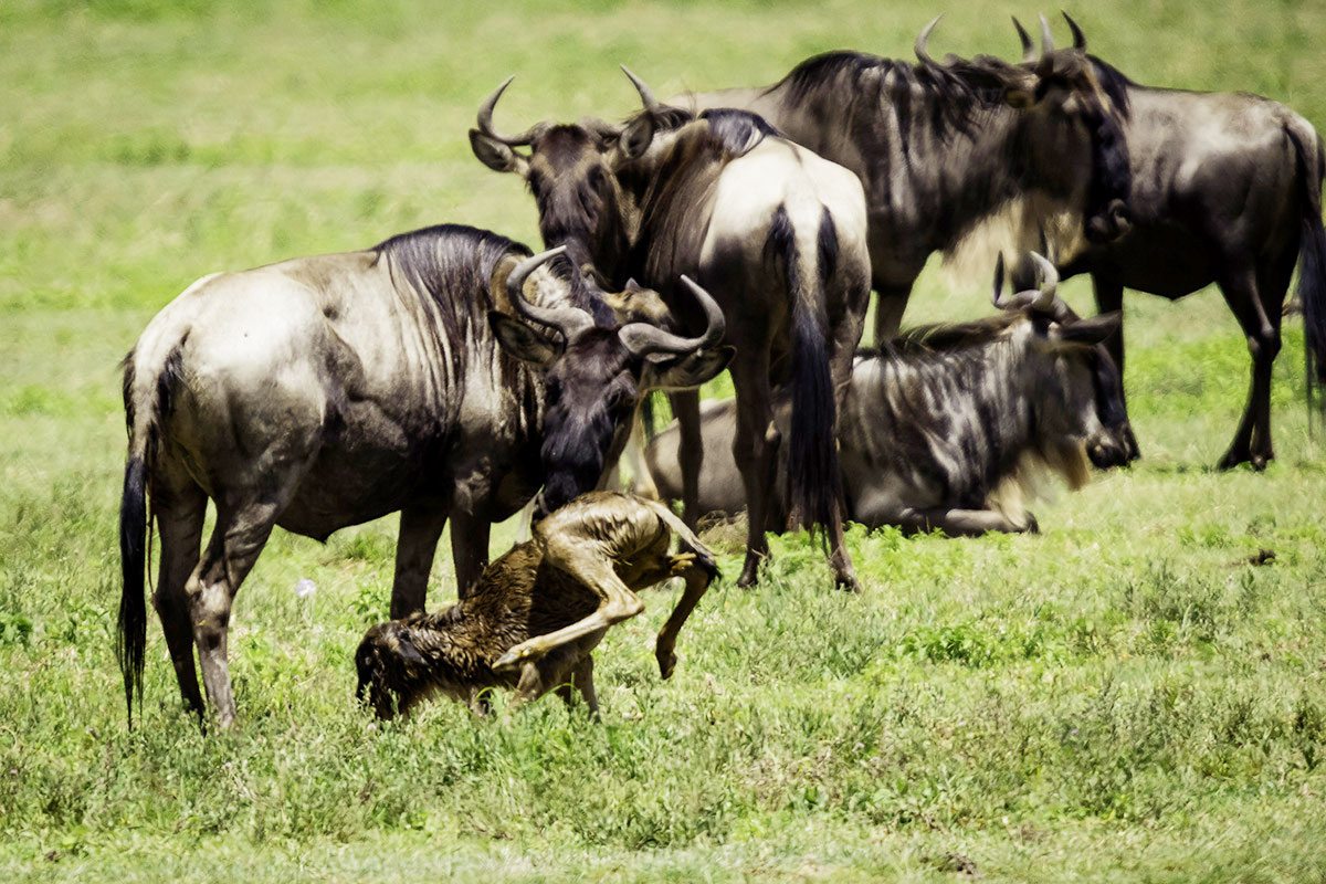 Visit Tanzania