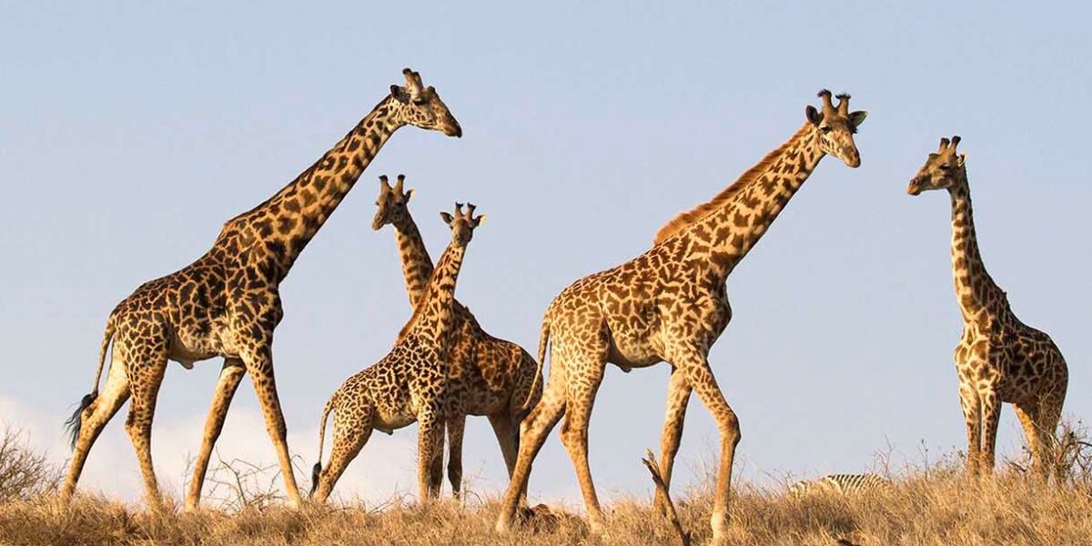 Honest Safari Timing Guide