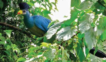 Bird Watching Safari