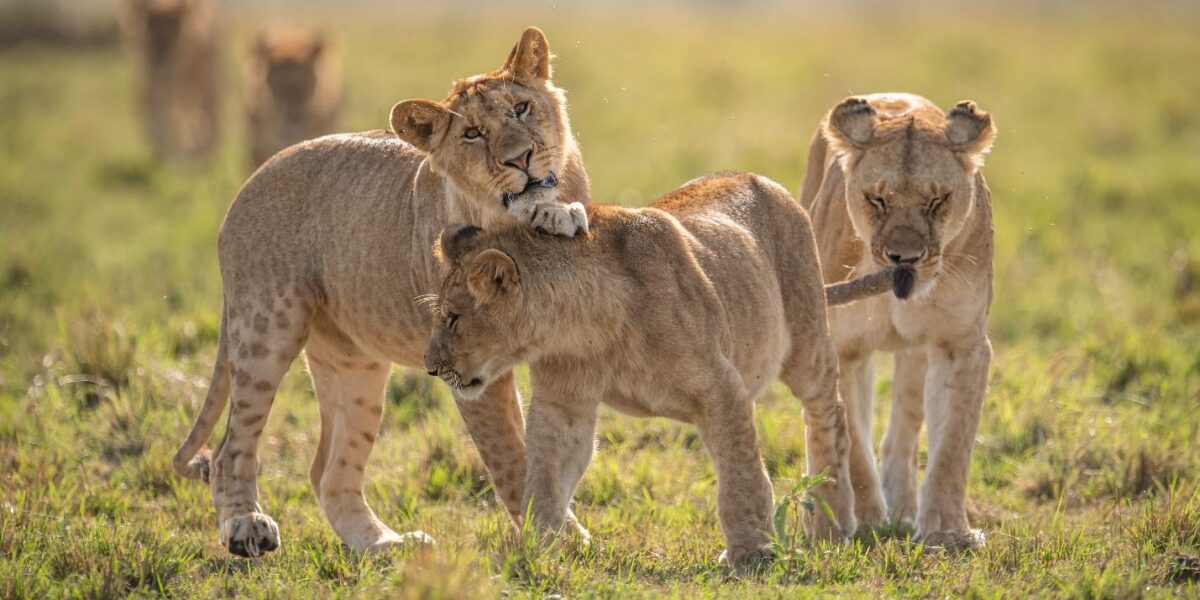 Safari Reset