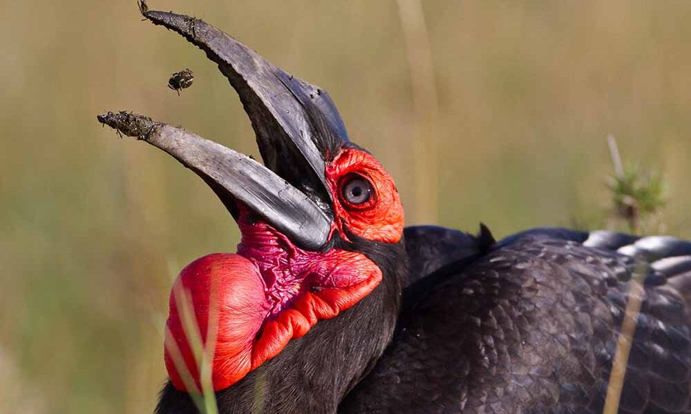 Birdwatching in Tanzania