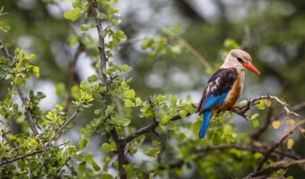 Bird Watching Safari