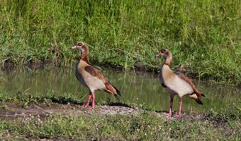 Bird Watching Safari