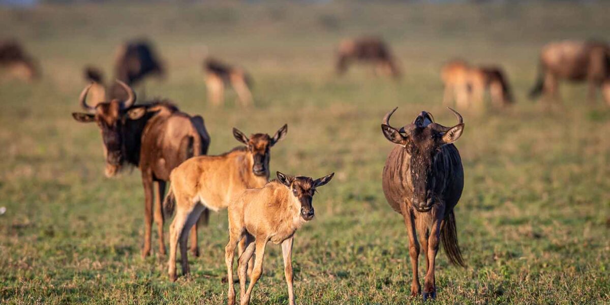 The Emotional Side of Safari,The Rhythm of the Wild