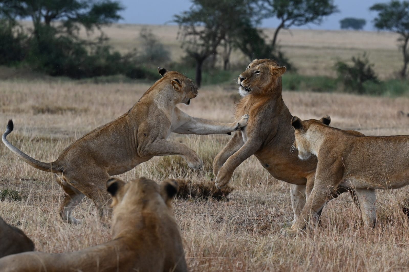 safari 4