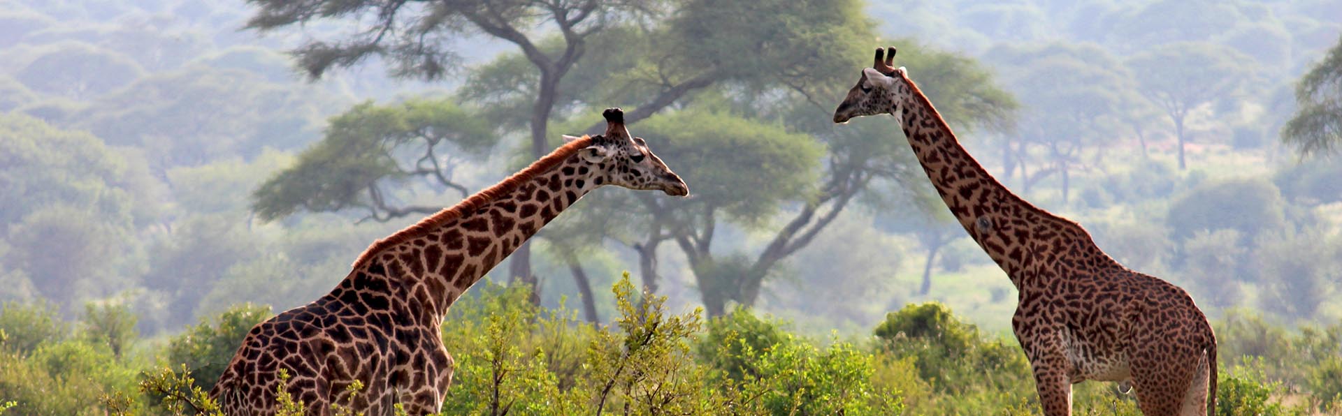The Art of the Slow Safari