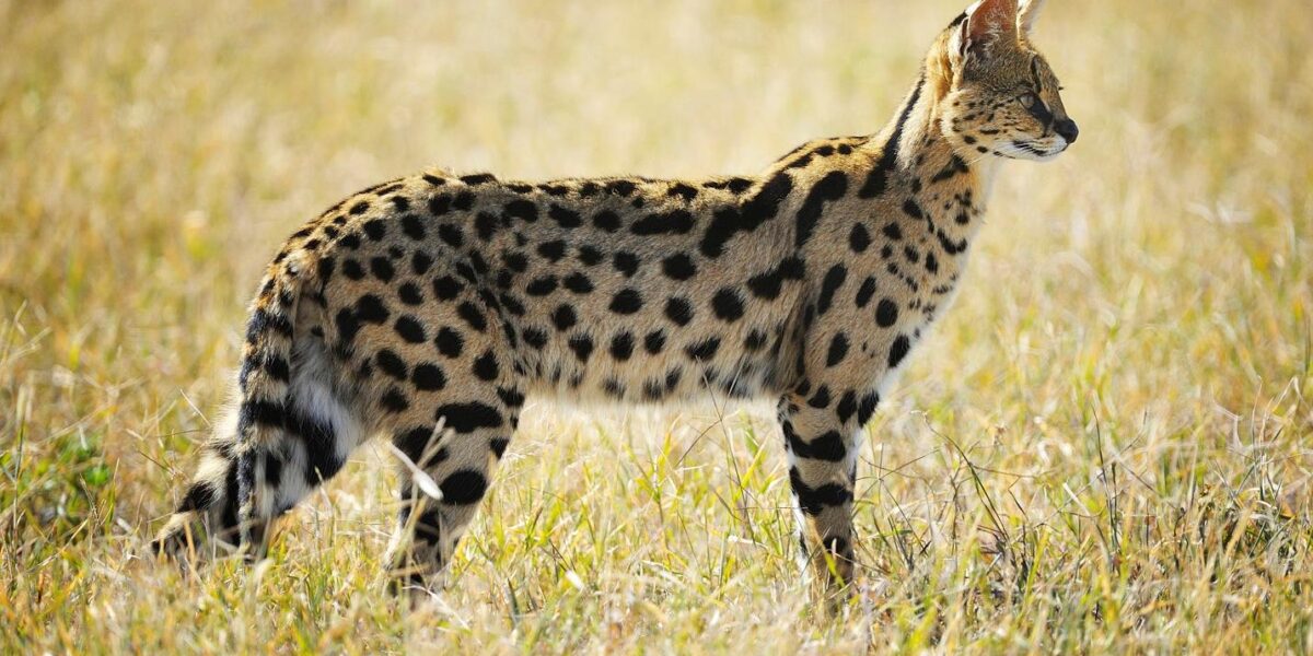 Beyond the Big Five