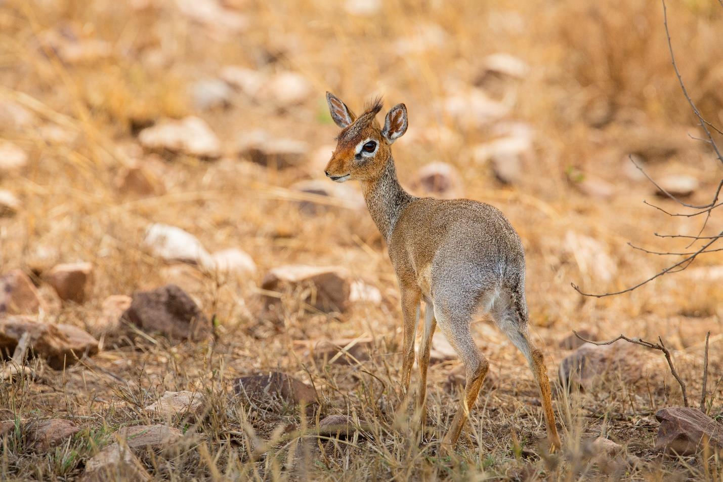 dik-dik