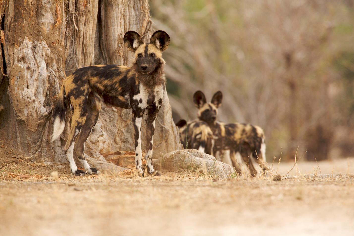 Beyond the Big Five Game