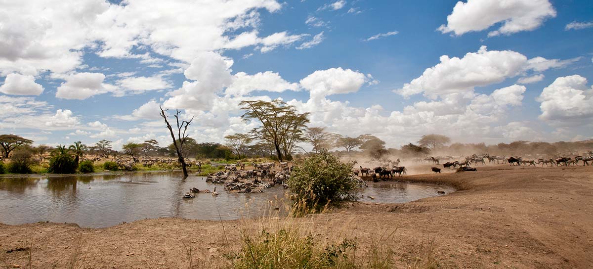 The Art of the Slow Safari