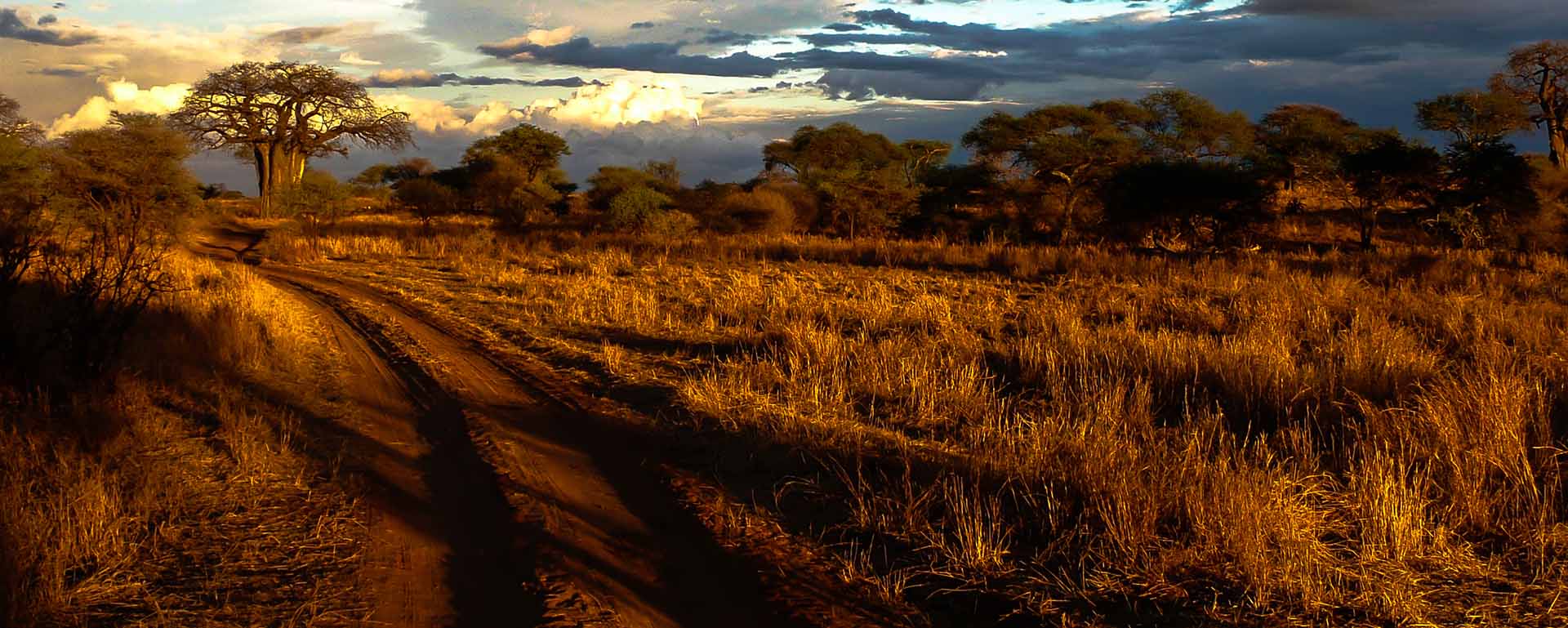 The Art of the Slow Safari