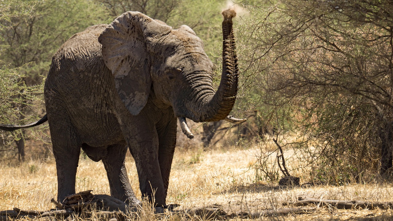 From Skeptic to Safari Lover: