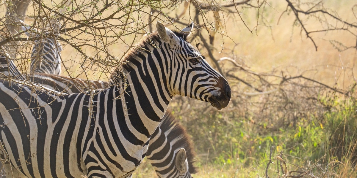 From Skeptic to Safari Lover: