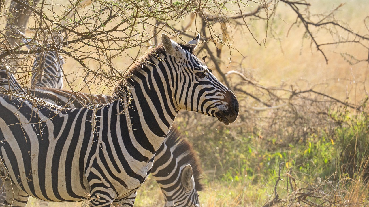 From Skeptic to Safari Lover:
