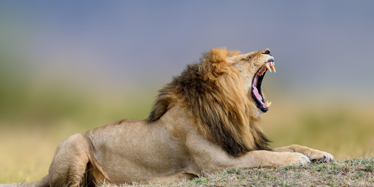 Responsible Safari Guiding