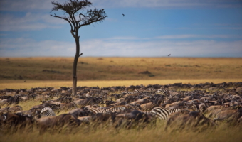 group-of-animals-in-masai-mara-kenya-2025-02-11-16-46-21-utc-scaled.jpg
