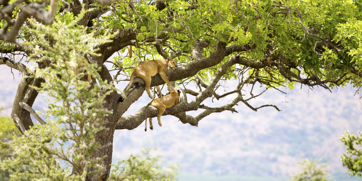 African Big Cats Safaris,Why Tanzania Safaris