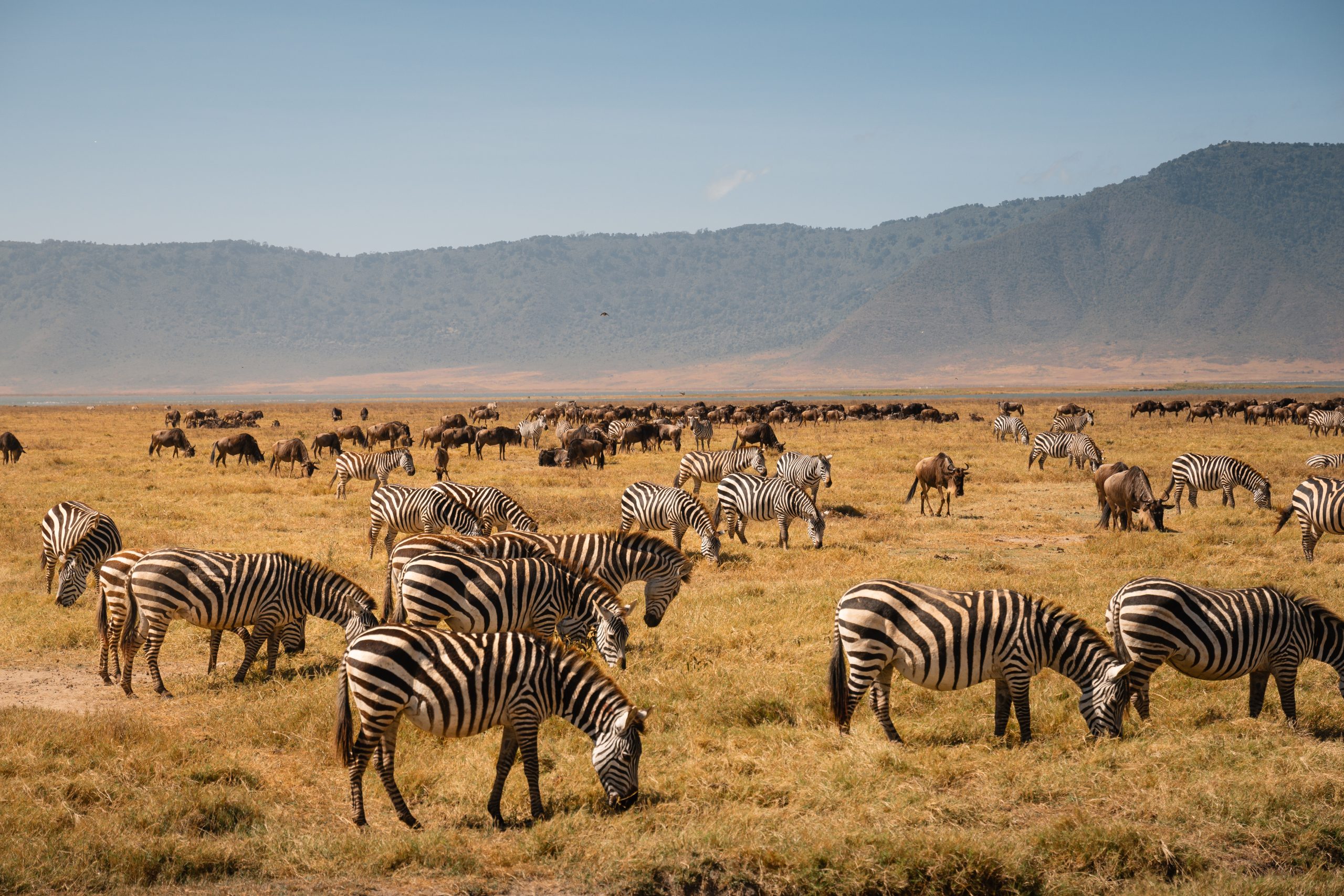 Ngorongoro crater facts