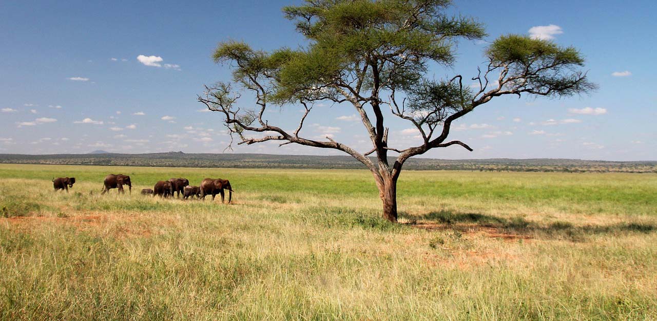 elephant-3516366_1280 Safari for the Soul