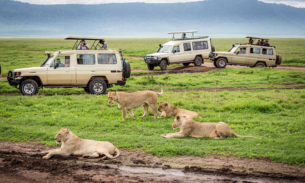 Best Time for African Safari