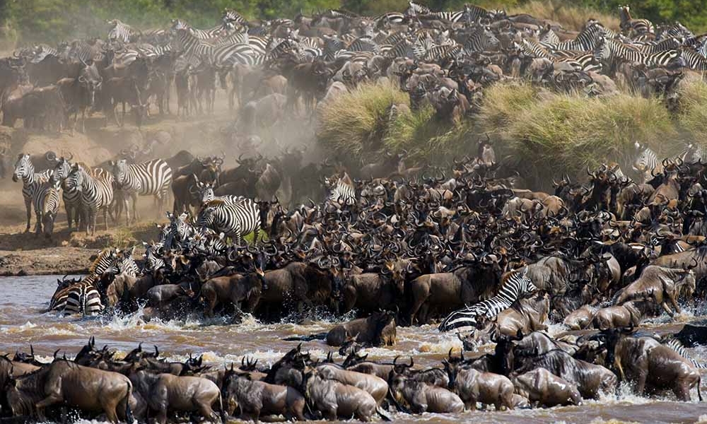 Great Migration Safari Guide