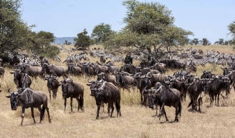 great migration 3 Great Migration Safari Guide