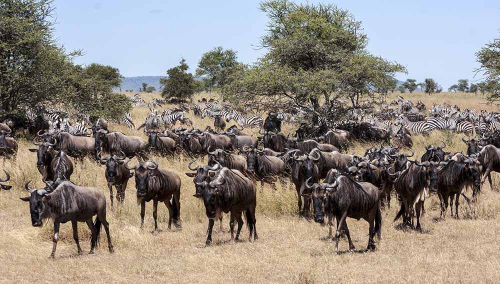Great Migration Safari Guide