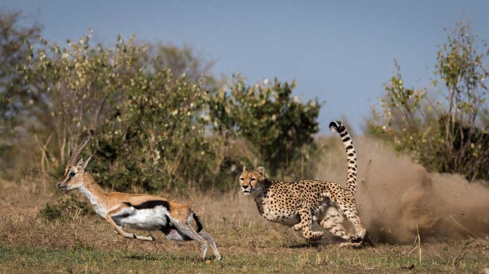 Unplanned Safari Moments