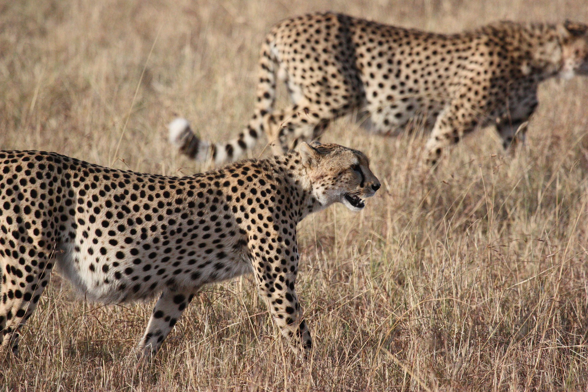 cheetah