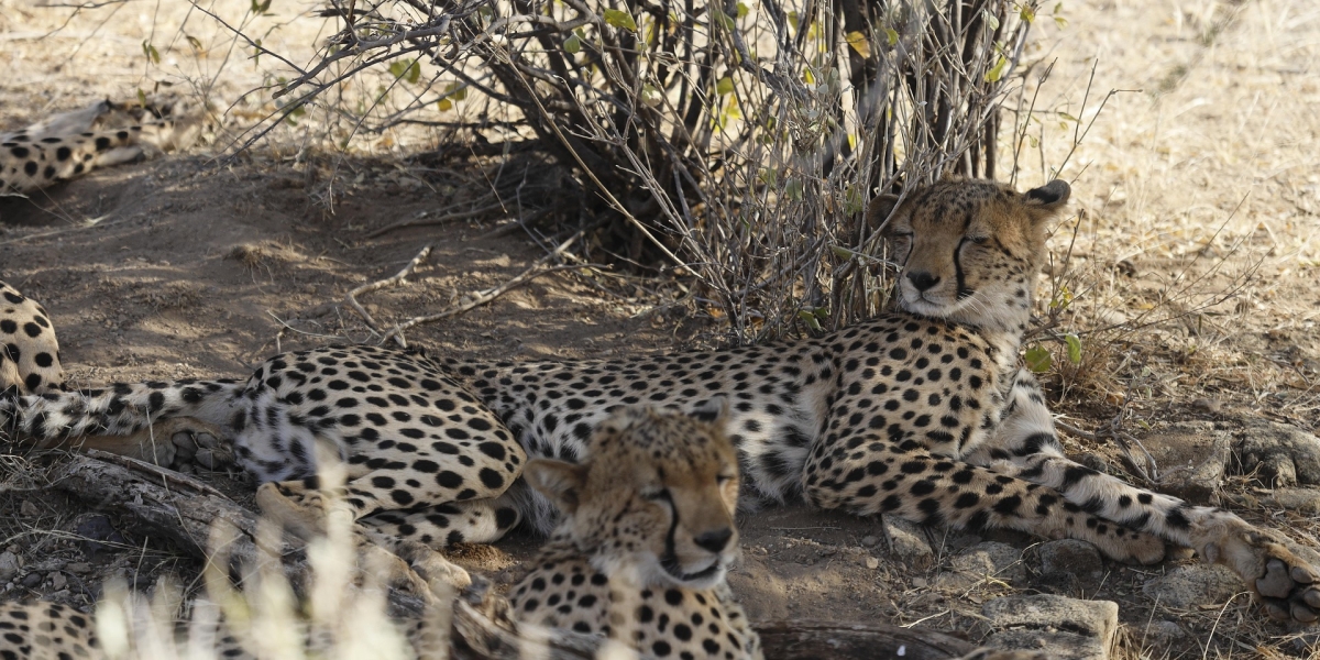 cheetah