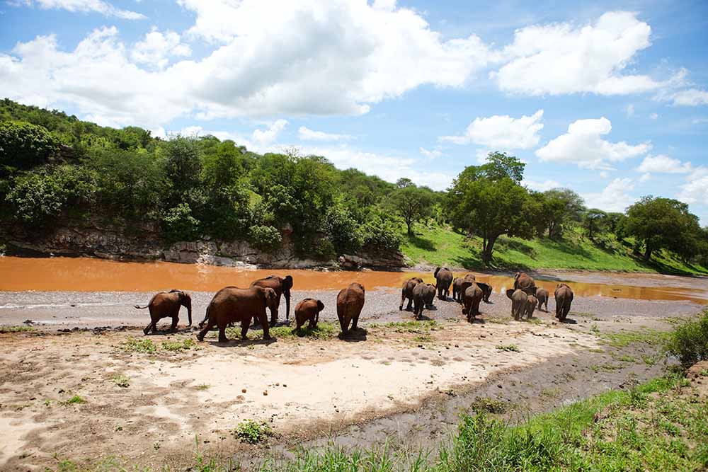 African Elephants