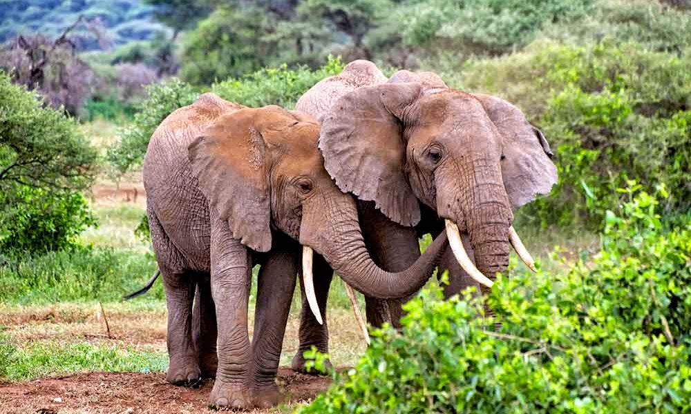 African Elephants