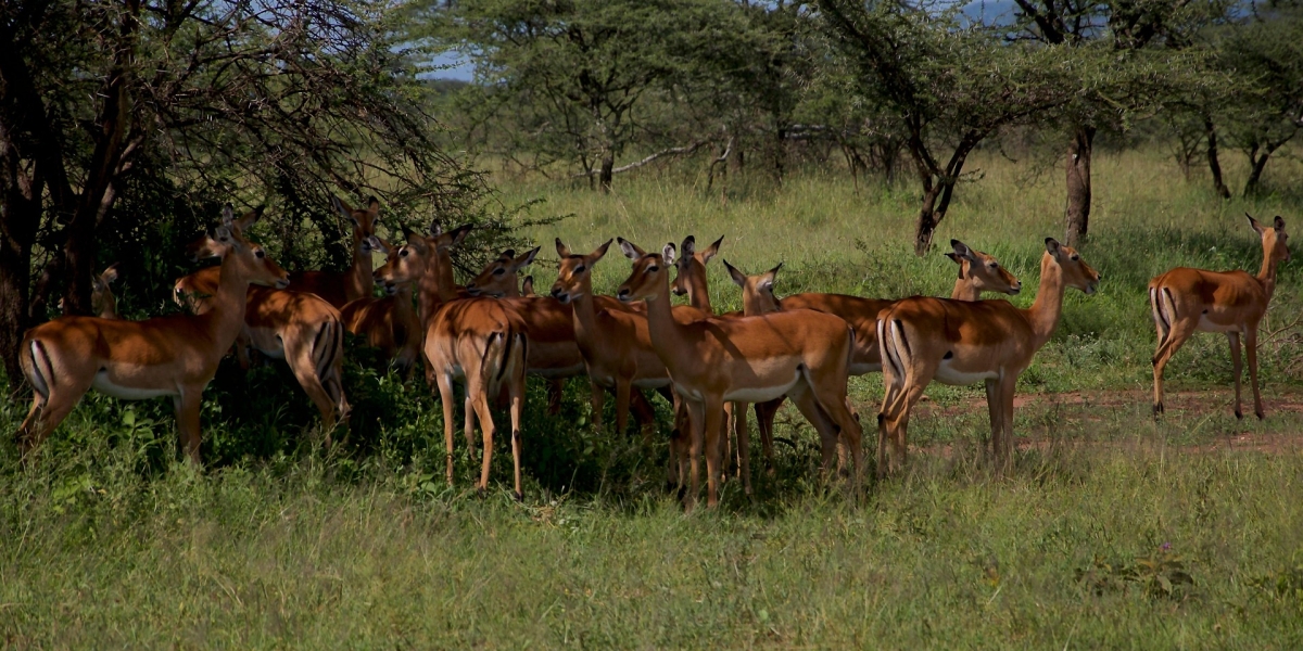 Three Nights in Serengeti