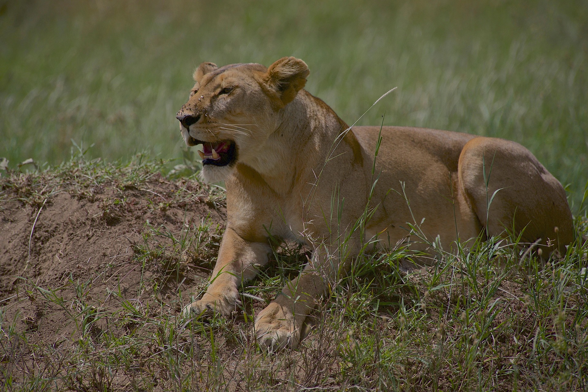 Second East Africa Safari