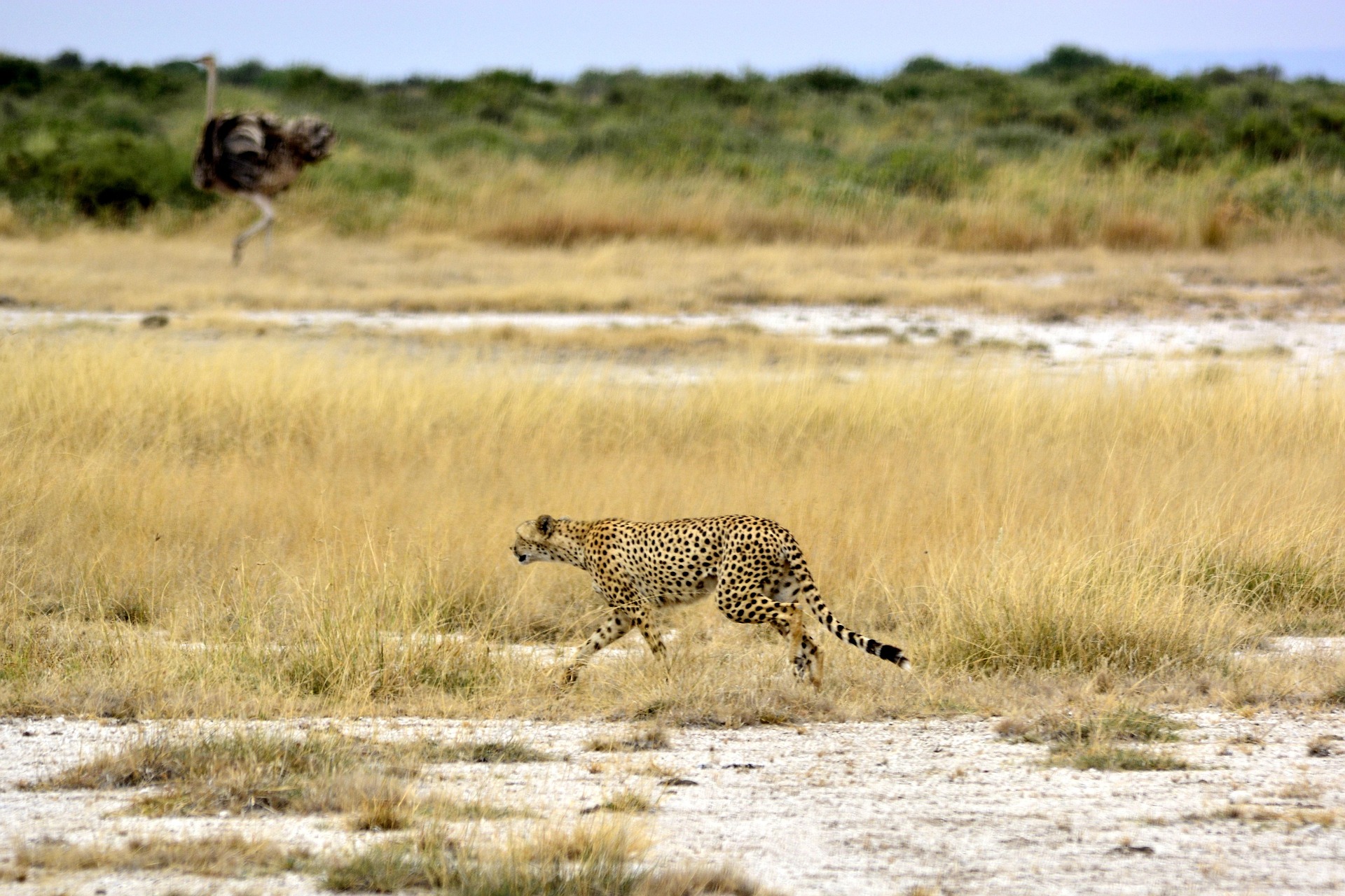 Three Nights in Serengeti