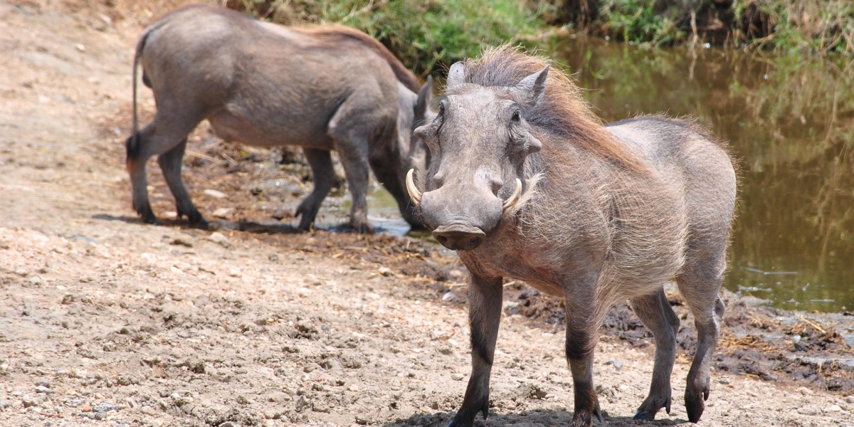 Second East Africa Safari