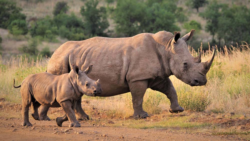 White Rhinos in Ngorongoro
