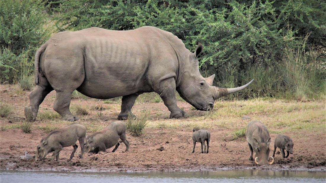 White Rhinos in Ngorongoro