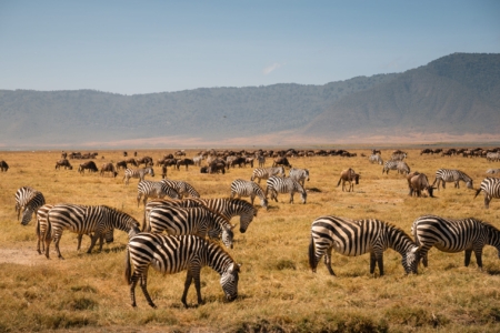 Ngorongoro crater facts,African Safari